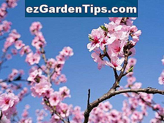 Comment Planter Des Cerisiers Dans Le Maine Conseils Jardiniers Fr 