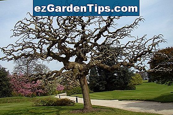 Comment Tailler Une Sophora Japonica Conseils Jardiniers Fr