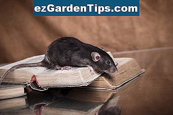 Comment Se D Barrasser Des Rats Dans Les Arbres Conseils Jardiniers Fr Ezgardentips Com