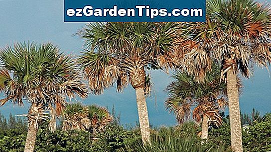 sabal-palm-tree-faits-conseils-jardiniers-fr-ezgardentips