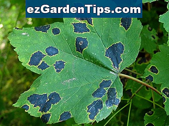 Quelles Sont Les Causes Des Feuilles Collantes Sur Les Nouveaux Arbres Fruitiers Conseils 