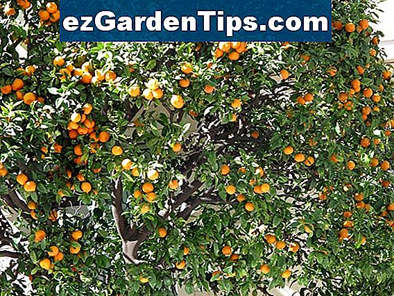 Tangerine Tree Diseases