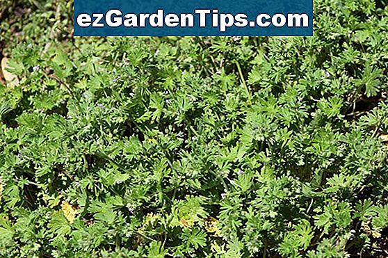 Common Lawn Weeds in Oklahoma 🌱 Tips Tuinders - Nl.ezGardenTips.com