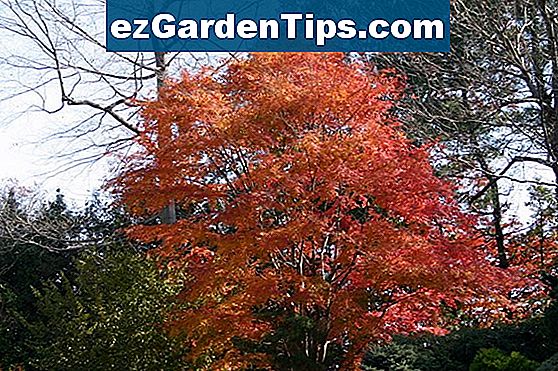 Super Snelgroeiende groenblijvende bomen 🌱 Tips Tuinders - Nl TE-15