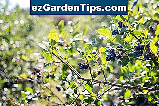 Hoe Blueberry Struiken planten in Chesapeake, Virginia
