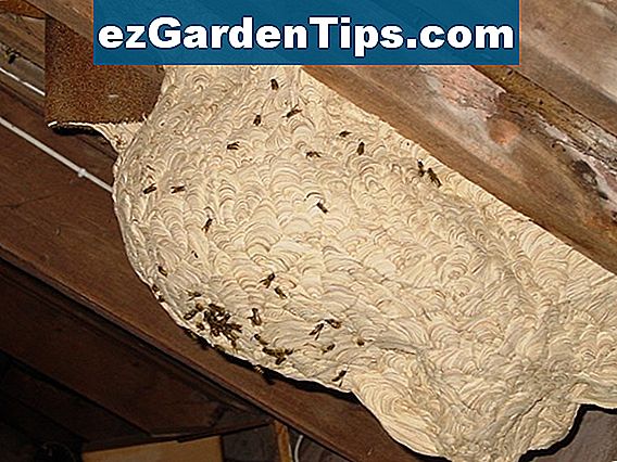 Hoe een Paper Wasp Nest te doden