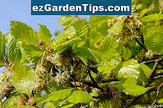 Hoe Eikels Te Planten Om Eiken Te Laten Groeien Tips Tuinders Nl