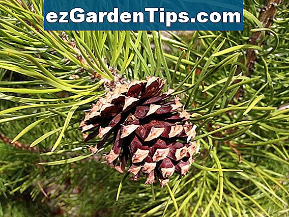 Ponderosa Pine Tree Growth-feiten