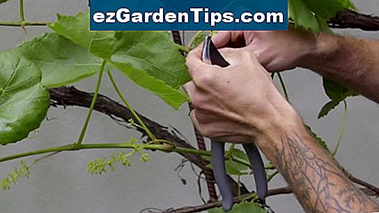 Jak dbać o krzewy Elderberry