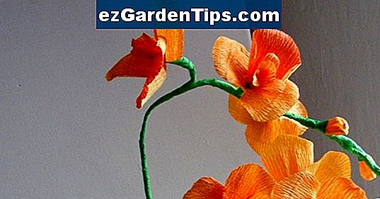Jak wyciąć storczyk Dendrobium