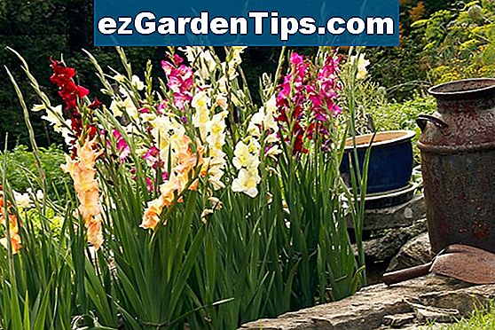 Jak zrobić Gardenias Bloom przez cały rok