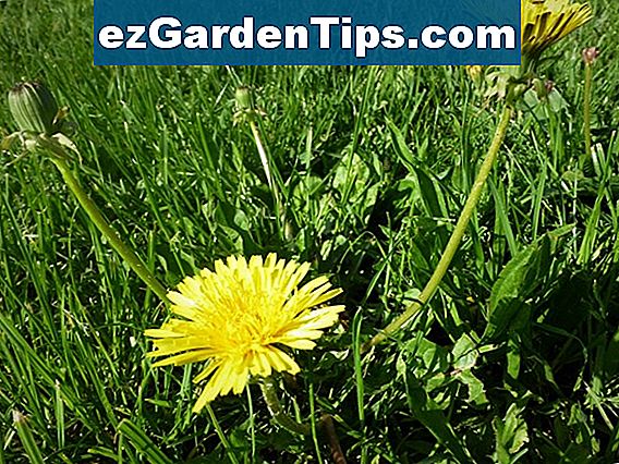 Jak pozbyć się trawy cebulowej na trawniku