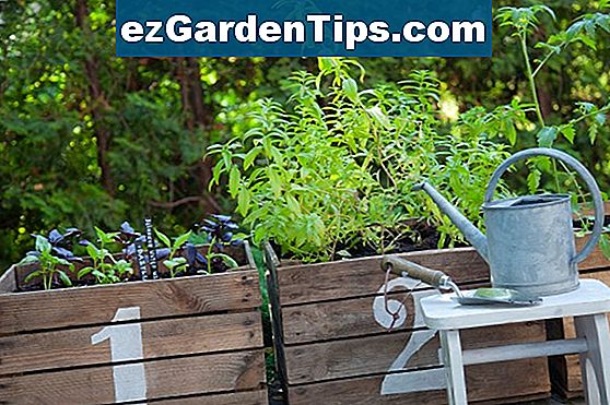 Jak zorganizować ogród warzywny