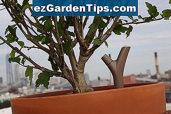 Cum să ai grijă de o plantă de lămâie Cypress