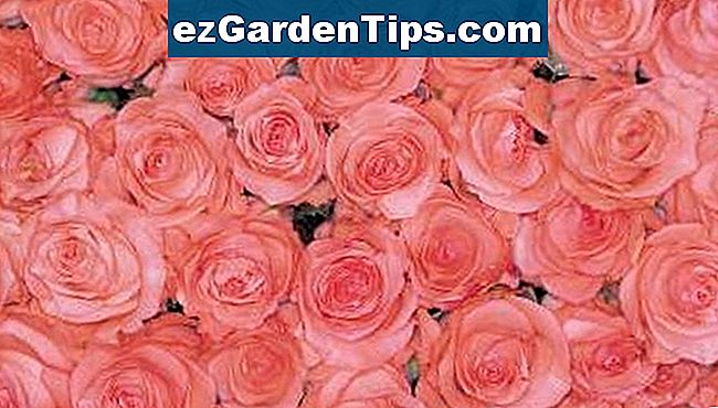 La posizione dei petali sopra il gambo della rosa è matematicamente disposta in ordine razionale chiamato il