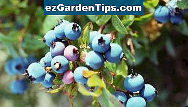 Pianta diversi tipi di cespugli di mirtilli nel tuo giardino.