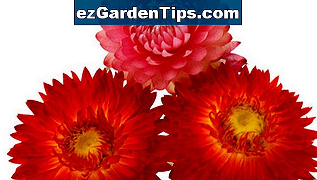 Strohblumen sind mit ihrer gänseblümchenartigen Erscheinung und den papierartigen Blütenblättern eine beliebte Trockenblume.