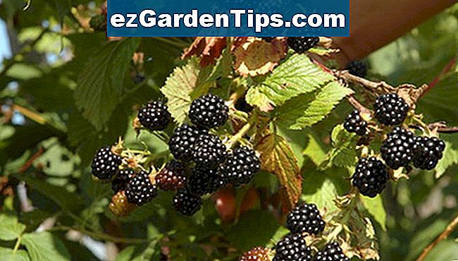 Nyere, tornløse blackberry varianter passer perfekt til hjemmet haven.