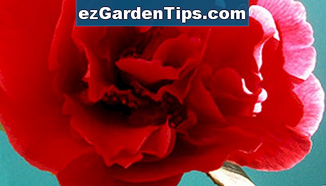 Cień kochający Camellia japonica zapewnia piękne kwiaty i błyszczące liście.