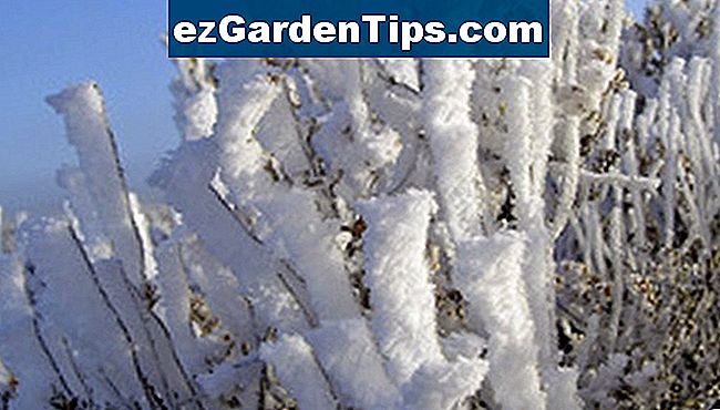 Sagebrush poate tolera zăpadă rece desert iernile biome.