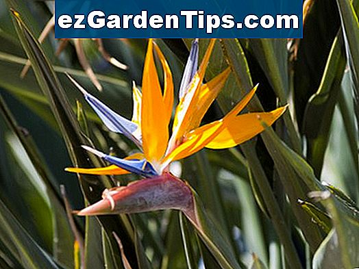 Different Types Of Flowers In Nigeria Different Types Of Flowers In Nigeria