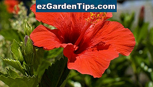 Хибискусът е популярно растение във градините във Флорида.