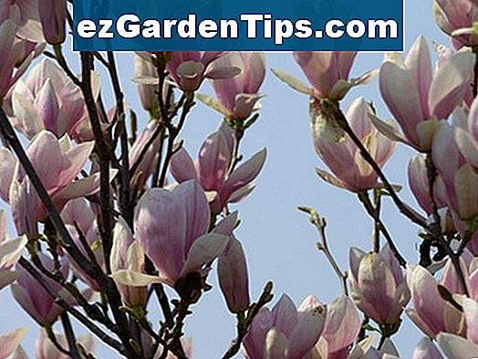 Wann tragen Kirschbäume Früchte? 🌱 Tipps Gärtner