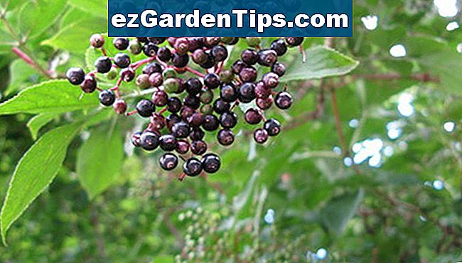 Elderberry Bush łożyska owoców.