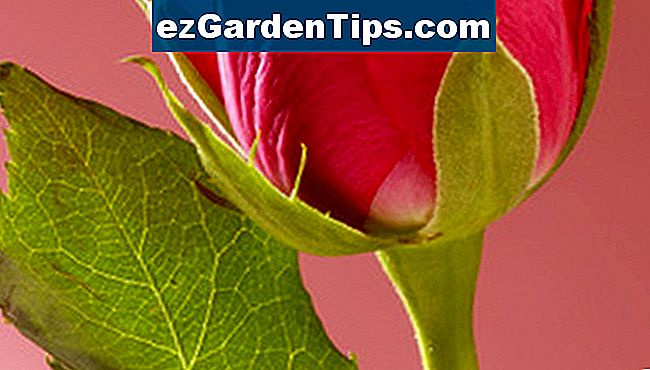 Met zorg maakt een enkele roos uw tafel of aanrecht gedurende 7 tot 10 dagen mooier.