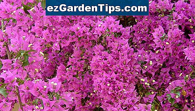 Azalea is een veel voorkomende, gemakkelijk te kweken bloeiende struik.