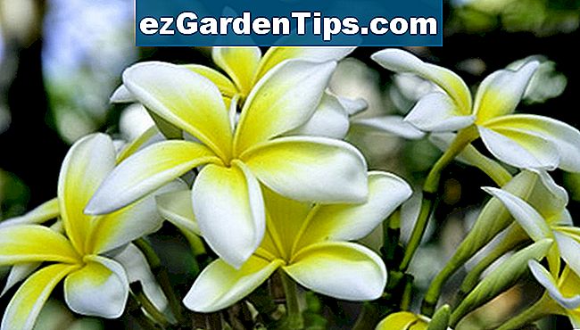 Květiny Plumeria mohou být sušeny pro dlouhodobé použití.