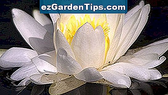 Seerose Blume