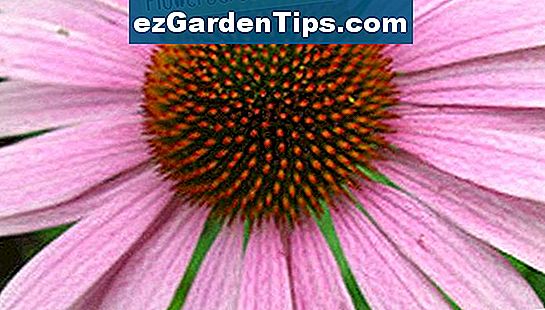 Jeżówka purpurowa jest jednym z najprostszych kwiatów do uprawy, dzięki czemu jest idealną rośliną dla ogrodników na wszystkich poziomach zaawansowania.