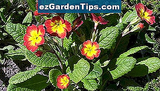 Liste Der Italienischen Blumen Tipps G rtner De ezGardenTips liste-der-italienischen-blumen-tipps-g-rtner-de-ezgardentips