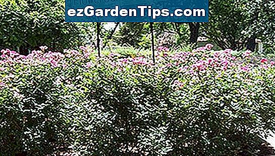 Niedrig wachsende immergrüne Sträucher 🌱 Tipps Gärtner De