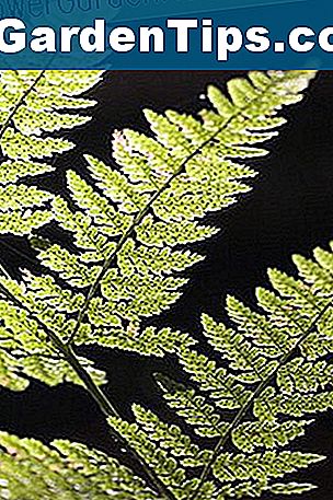 Perennial Hardy Ferns