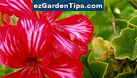 Pflanzen für die Ostseite des Hauses 🌱 Tipps Gärtner