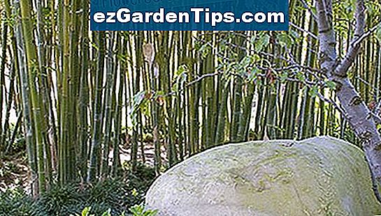 Бамбукът е съществена част от традиционната градина.