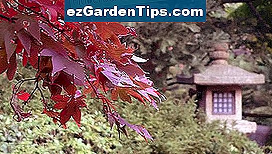 Японски клен и фенер са елементи на традиционните разхождащи се градини.
