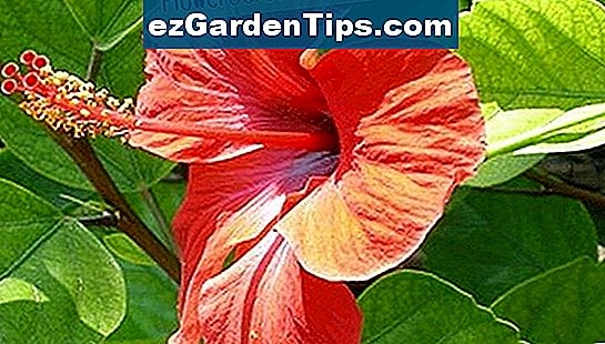 Hibiscus producerer store farverige blomster, der tiltrækker sommerfugle og kolibrier.