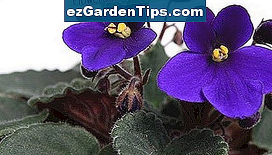 Afrikanske violer kommer i mange forskellige farver.