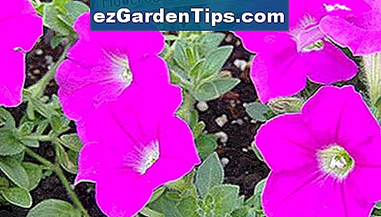 Plant en række blomstrende planter for at holde farve hele året rundt.