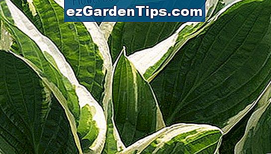 Hosta to popularna roślina podszyta lub cienista z dużą różnorodnością kolorów i faktur.