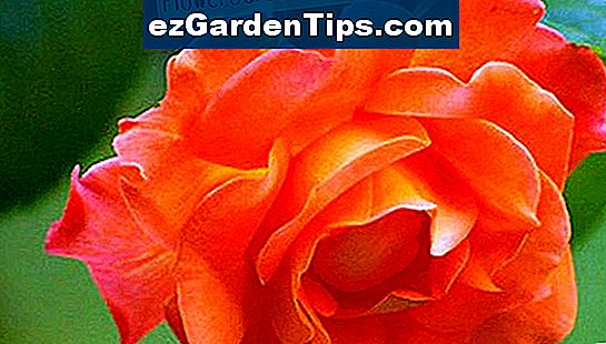 Много рози са крехки и често страдат от гъбички.
