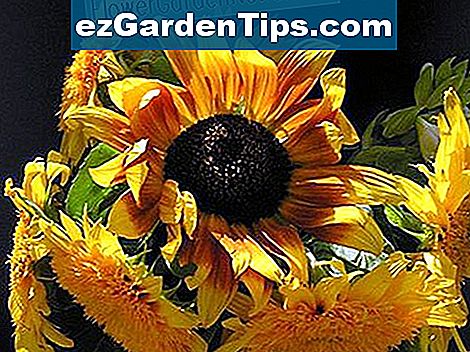 Sonnenblumen-Pflanzenteile