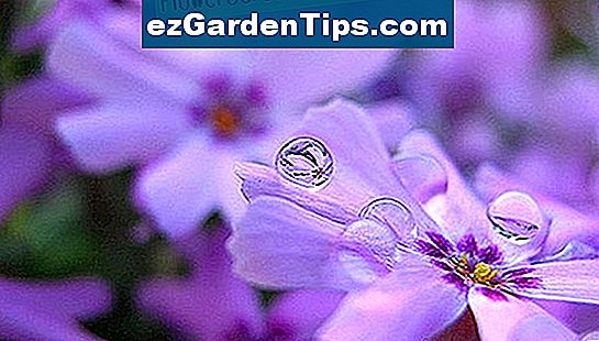 Phlox ist eine klassische Gartenblume.