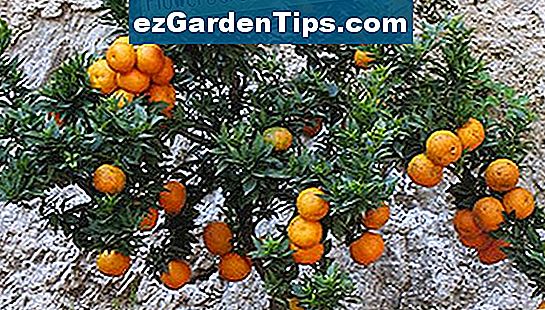 A citrusfélék levelein tápláló tápláléknövények nem befolyásolják a fa általános egészségét.