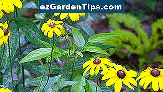 Használjon magas foszfáttartalmú műtrágyát az évelők, például a feketeszemű Susan virágzásának megtartására.