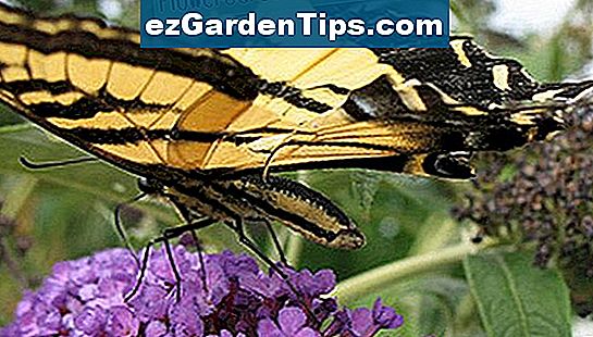 A pillangóbokor ismert a pillangók vonzásáról.