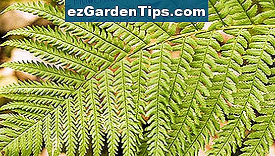 Vrste Biljaka Koje Ne Cvjetaju 🌱 Savjeti Vrtlari - Hr.ezGardenTips.com